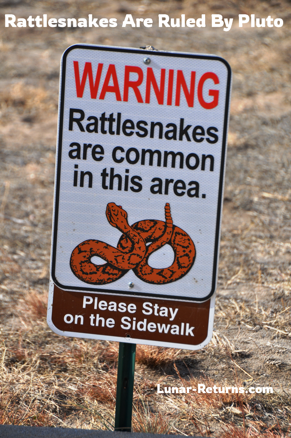 rattlesnake