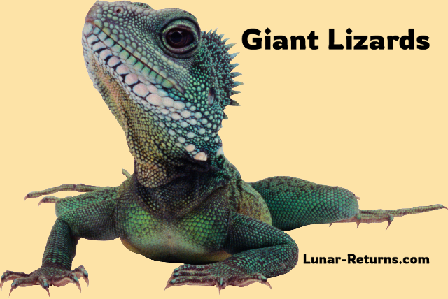 lizards